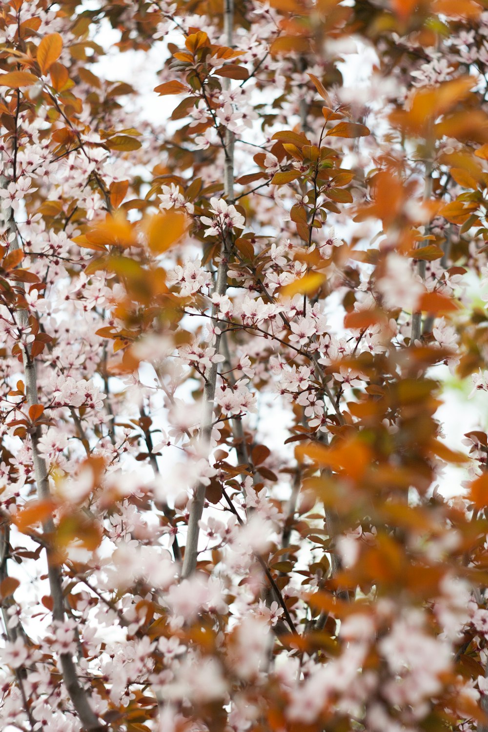 a group of trees with white and red leaves