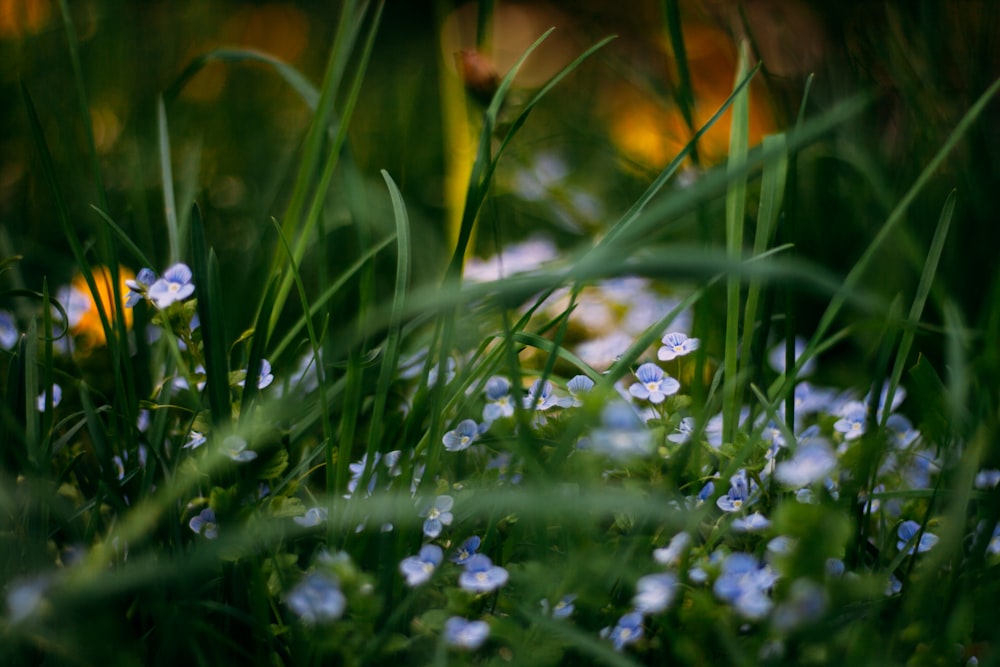 a bunch of blue flowers that are in the grass