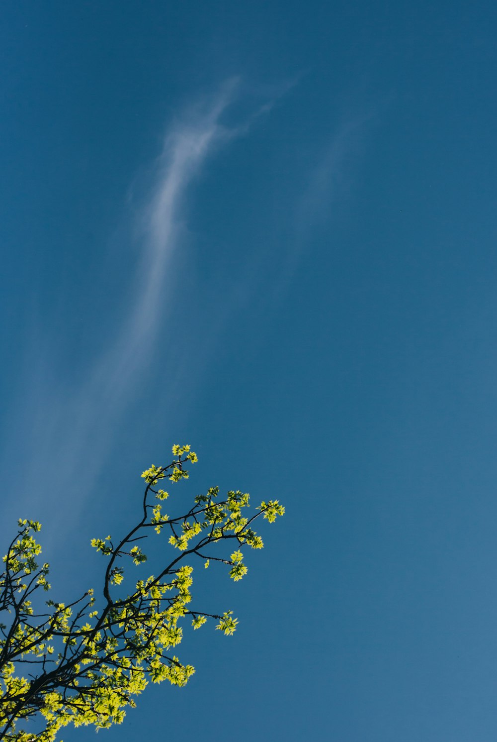 a plane flying in the sky with a tree in the foreground