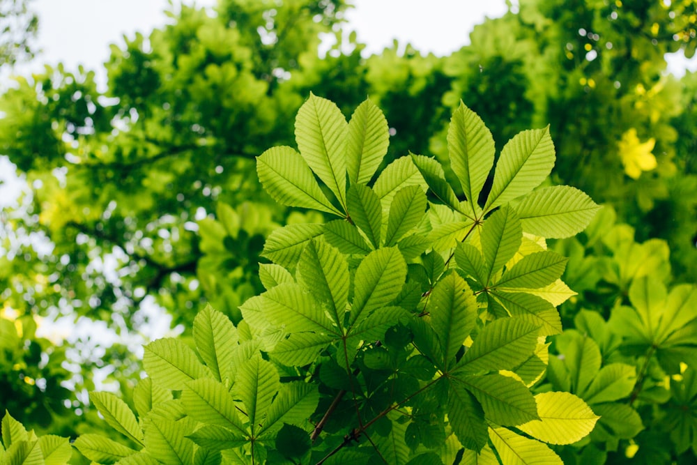 a close up of a green leafy tree