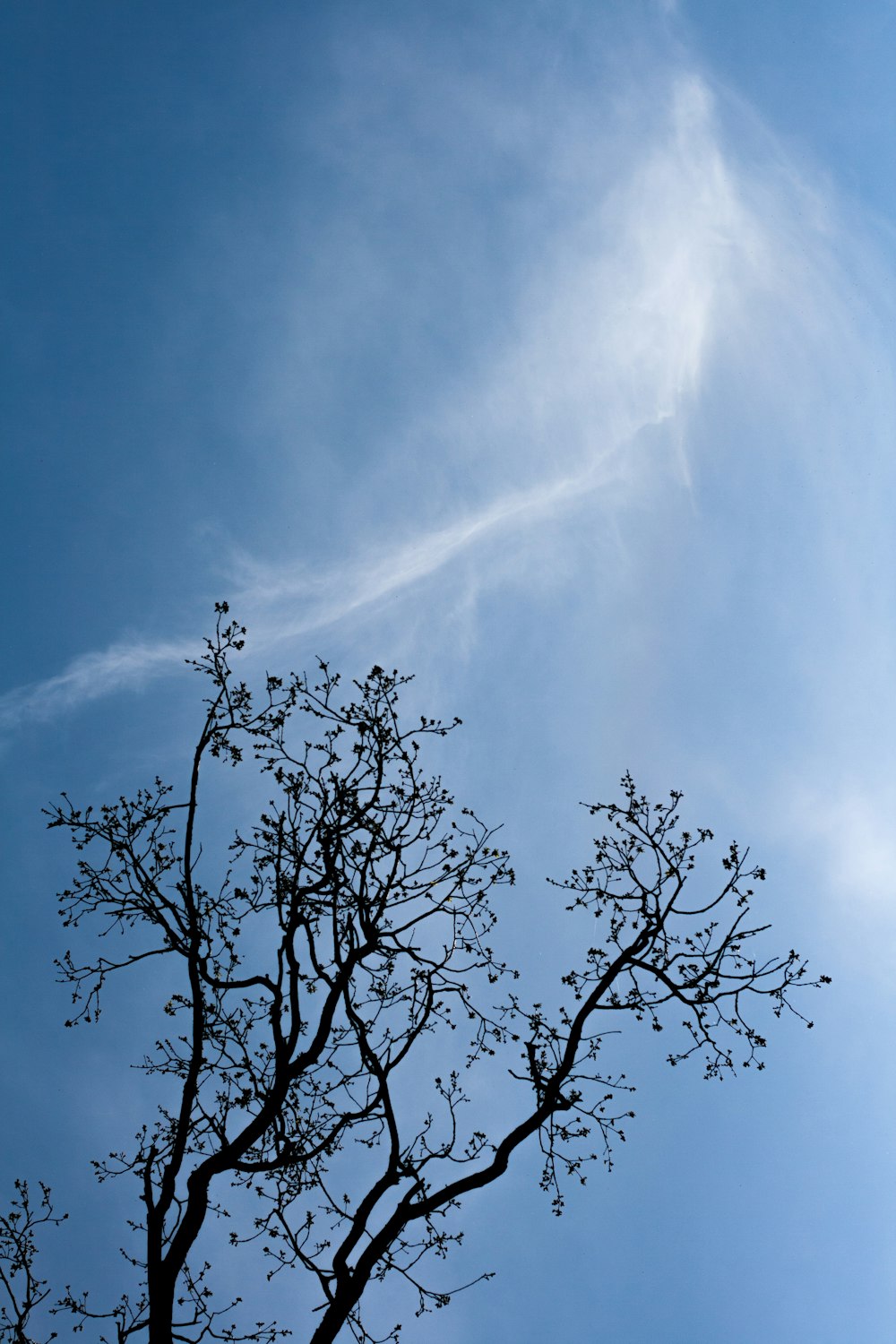 a tree with no leaves in front of a blue sky
