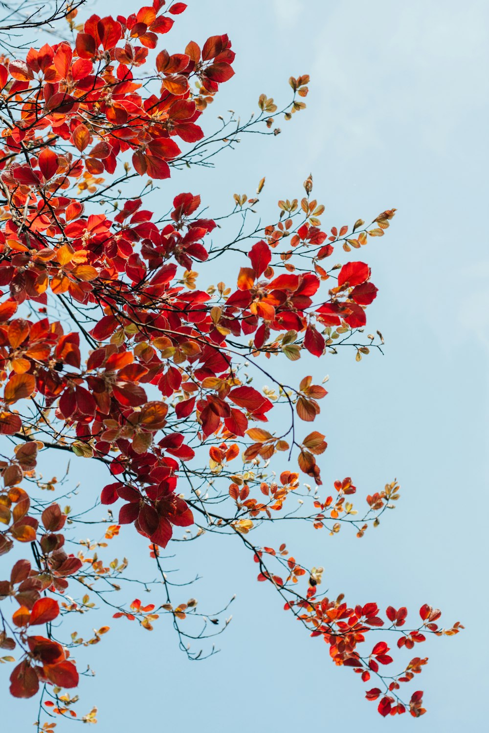 a tree with red and yellow leaves against a blue sky
