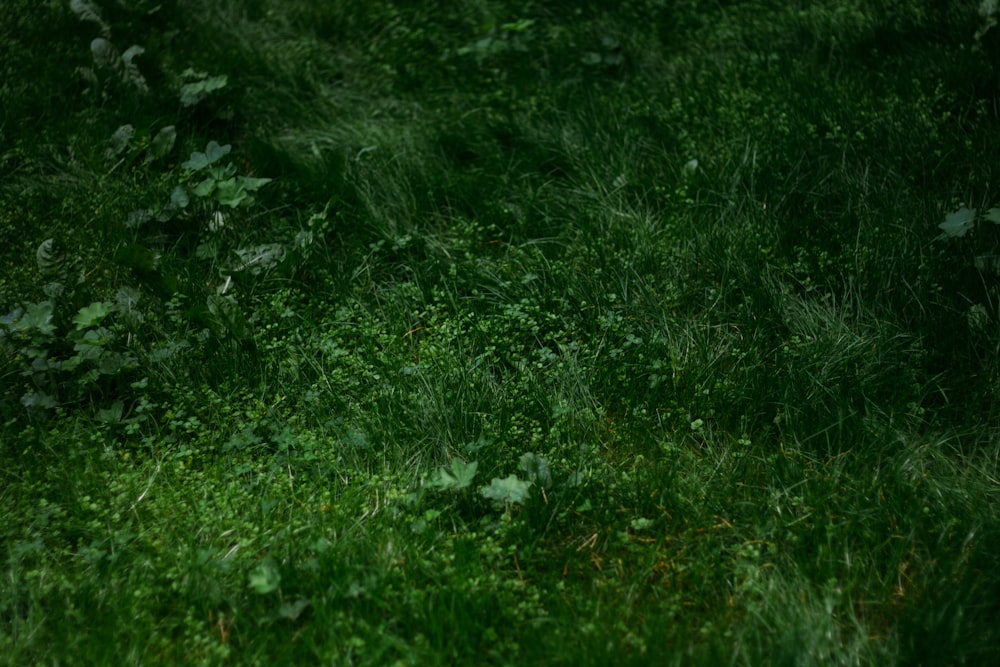 a black and white dog laying in the grass