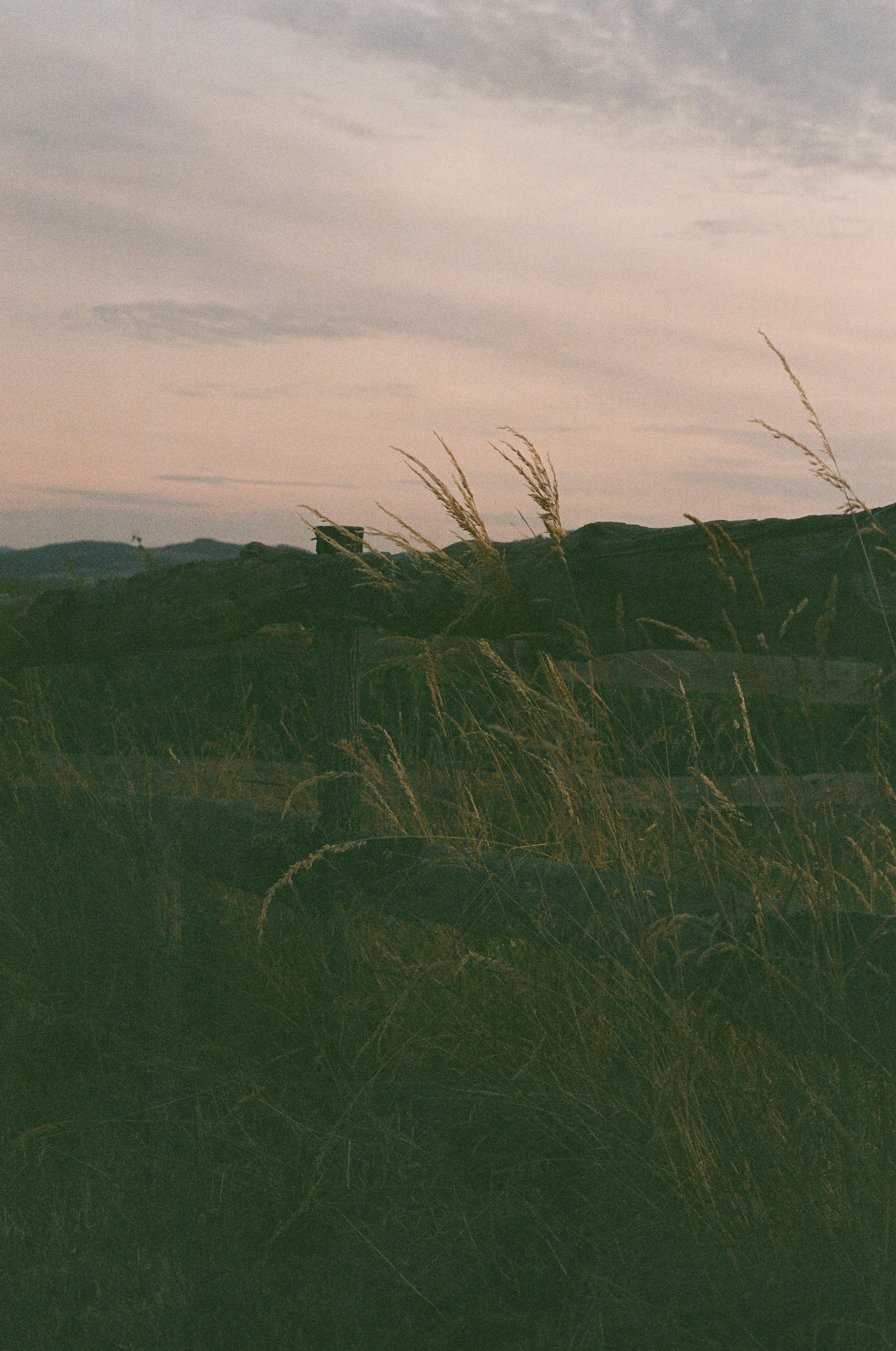 a grassy field with a fence in the background