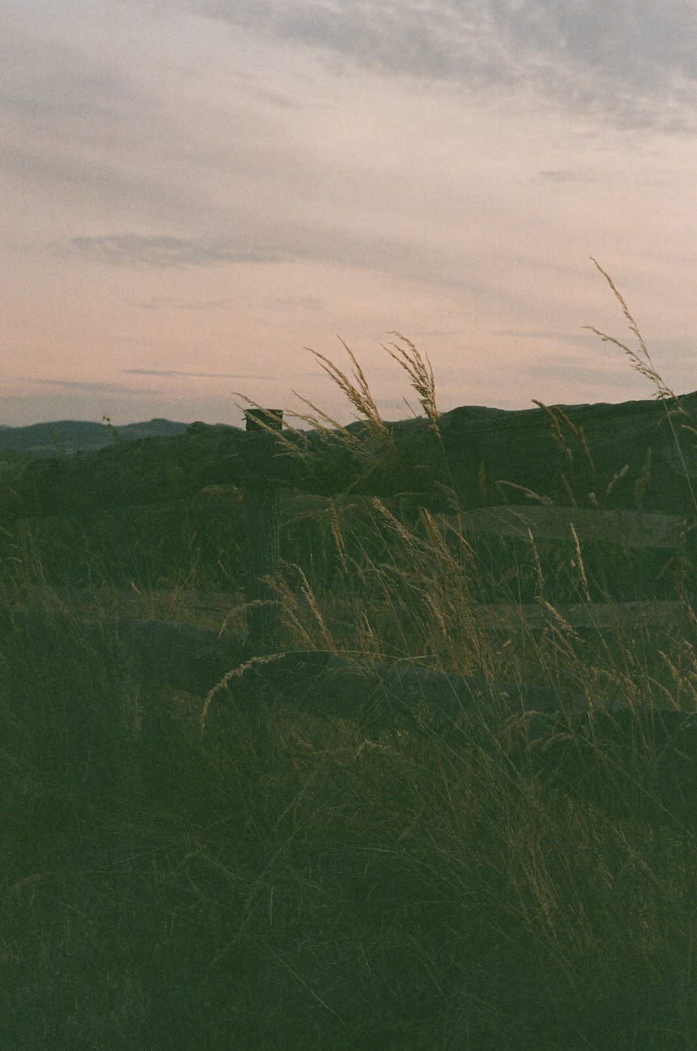 a grassy field with a fence in the background