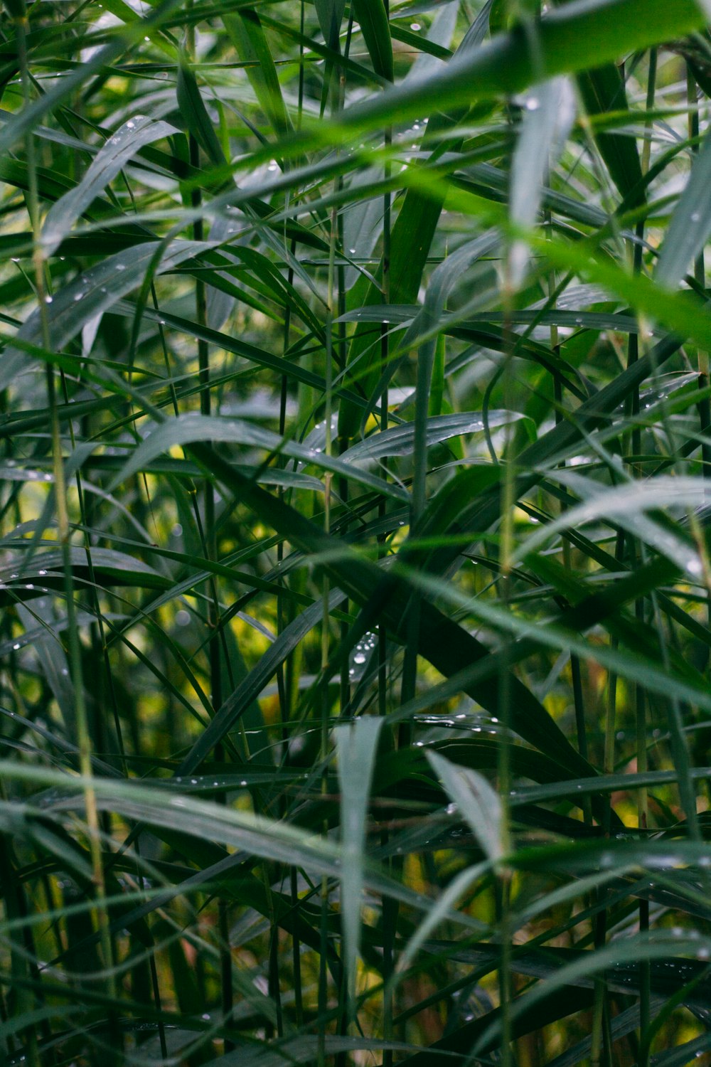 a field of tall grass with lots of green leaves