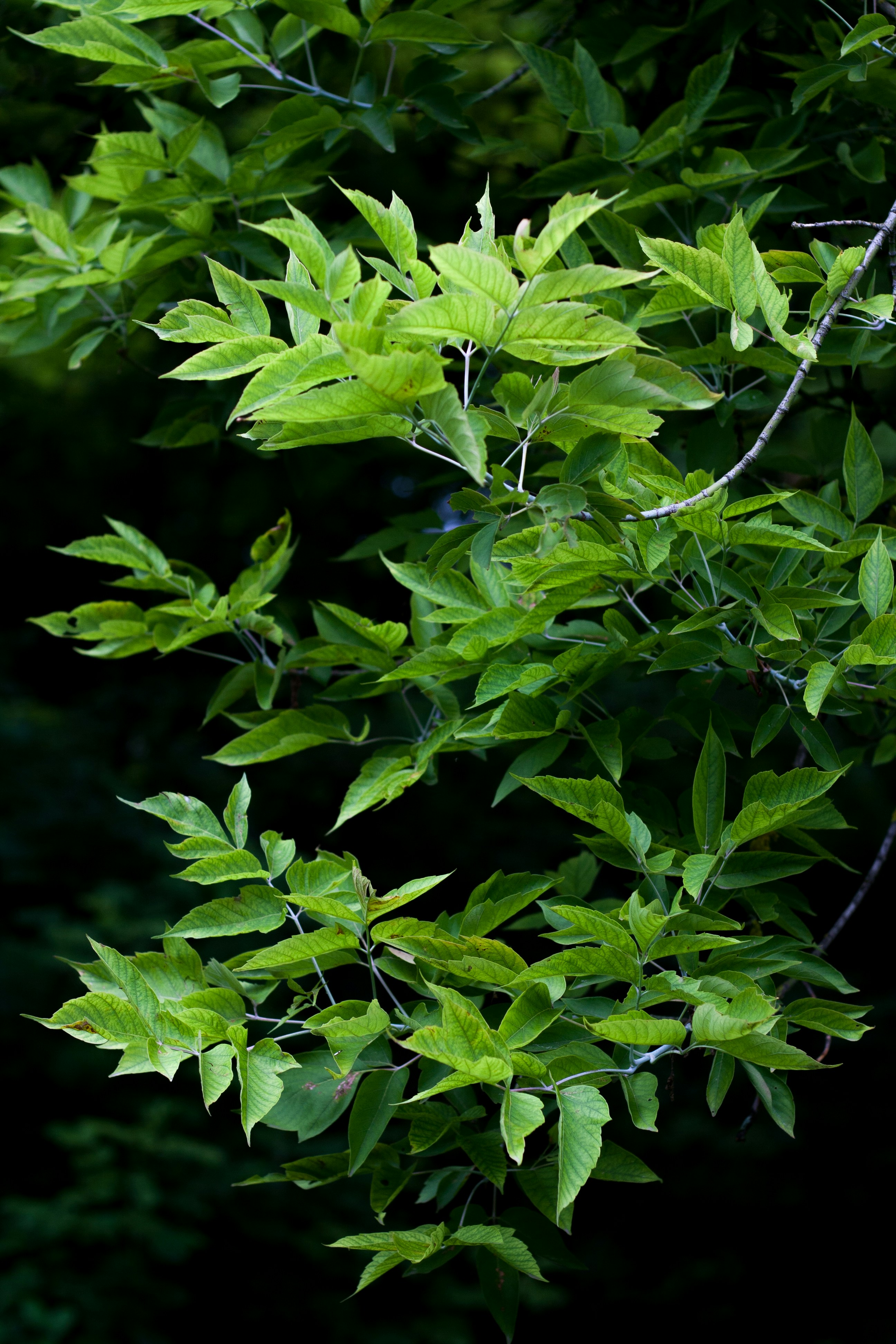 Nahaufnahme eines Baumes mit grünen Blättern
