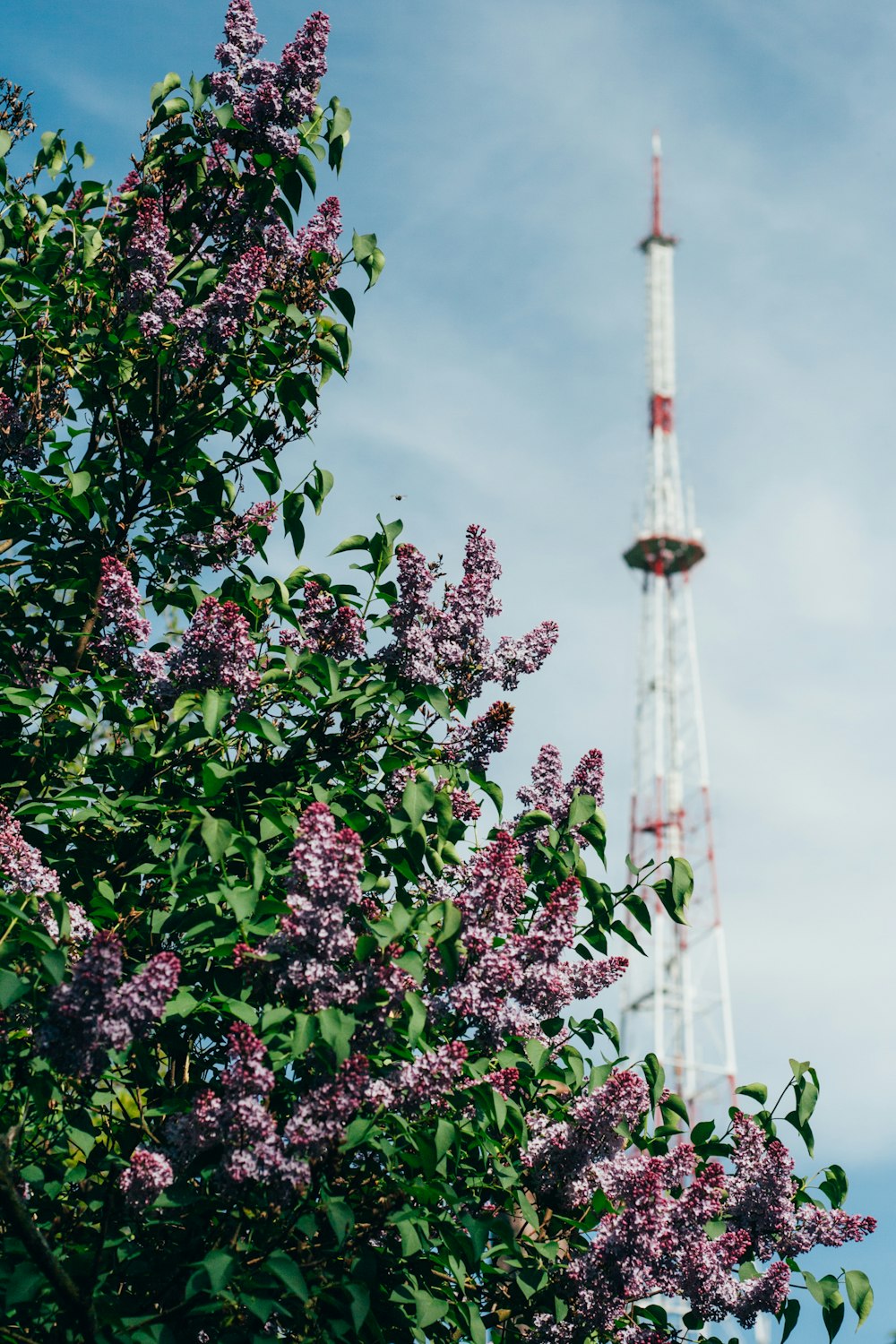 ein hoher Turm mit violetten Blumen davor