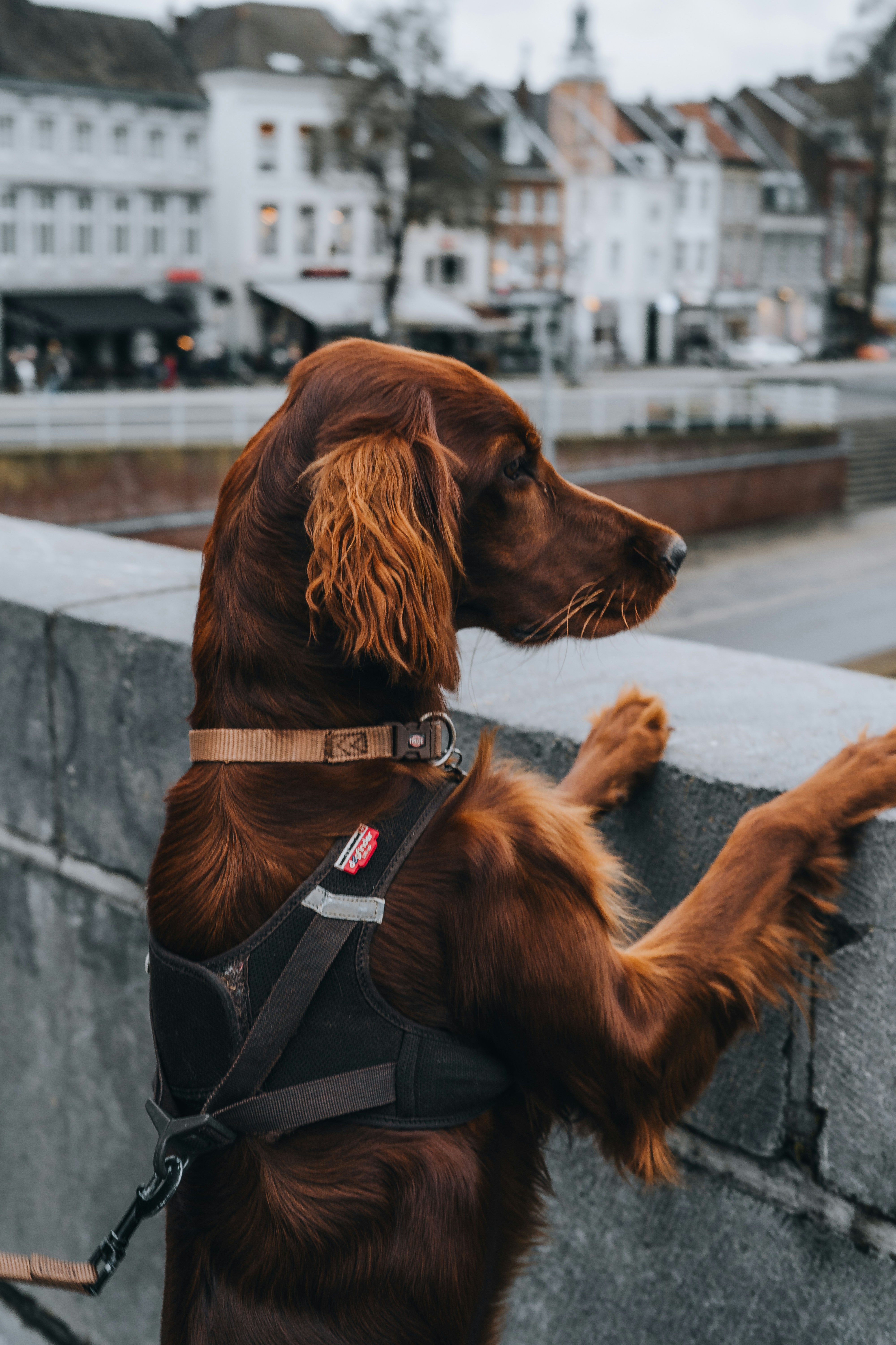 後ろ足で立っている茶色の犬