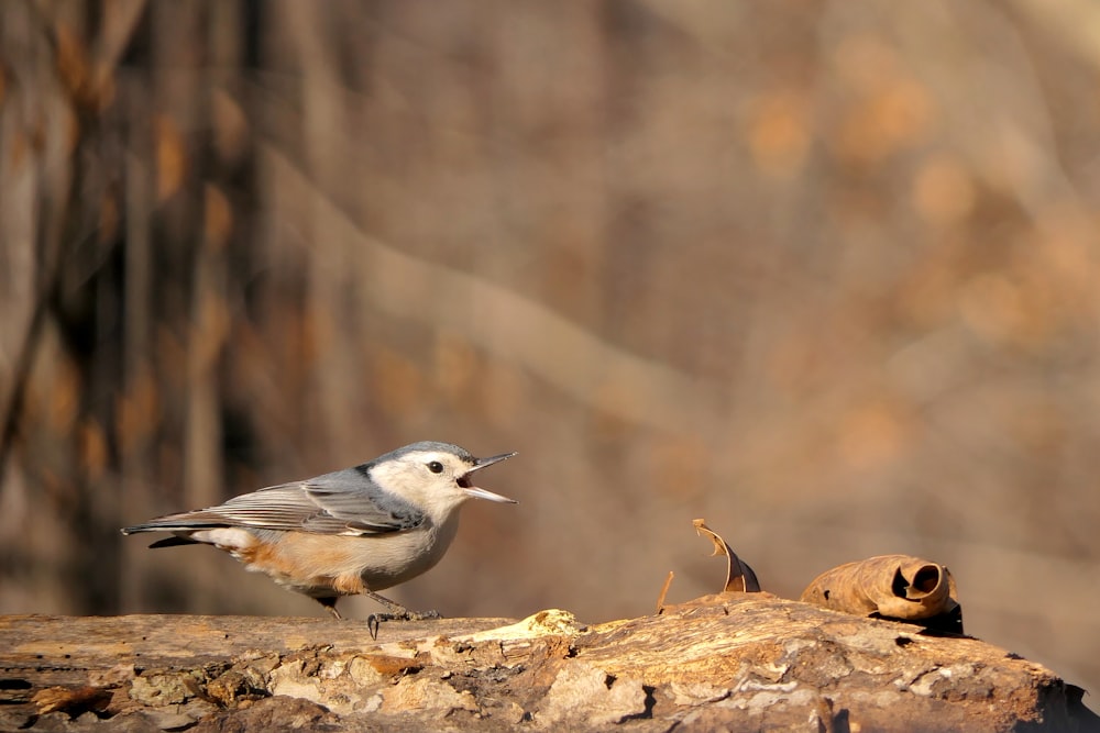 a small bird standing on top of a tree branch