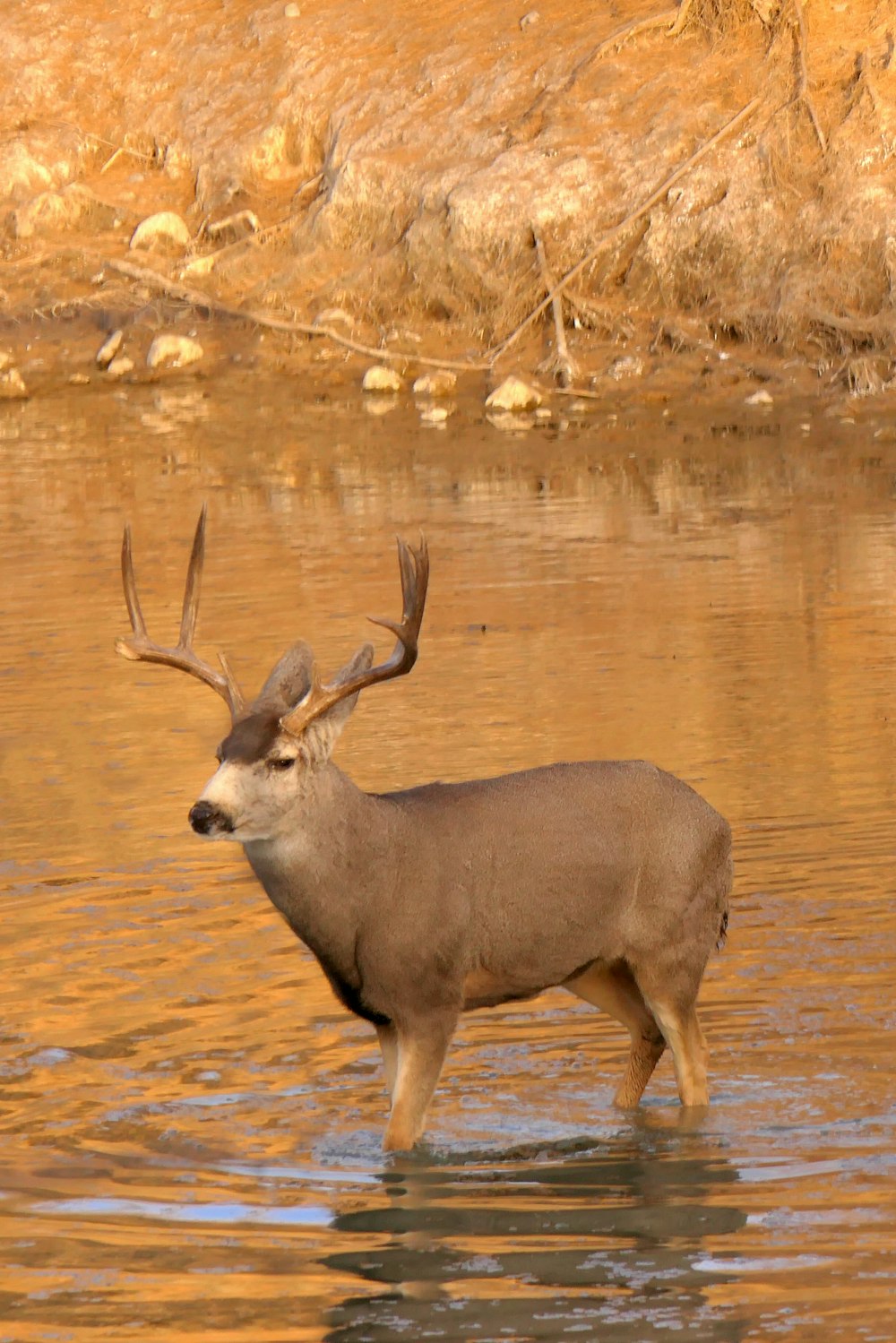 a deer standing in a body of water