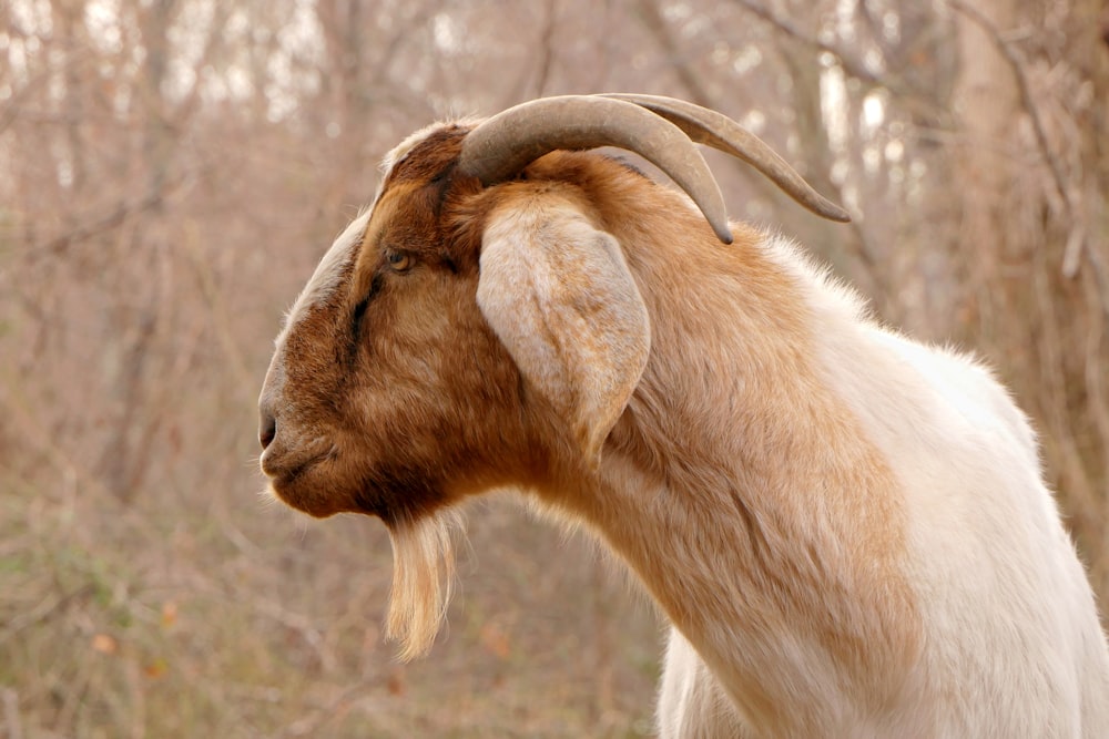 a goat with long horns standing in a wooded area