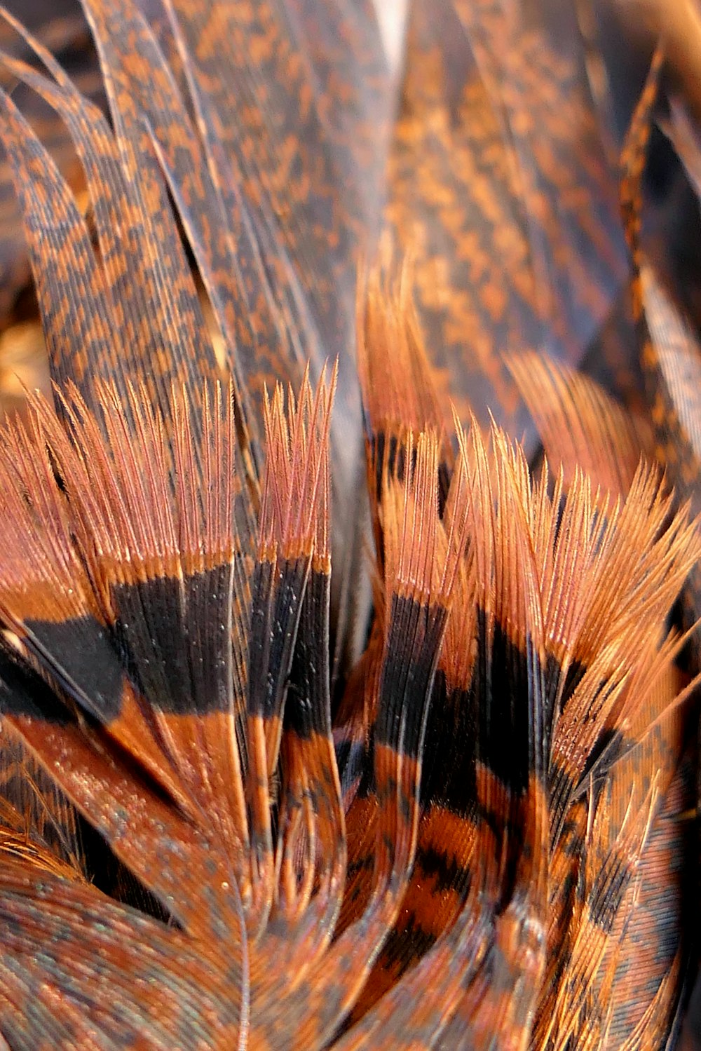 a close up of a bird's feathers with orange and black stripes