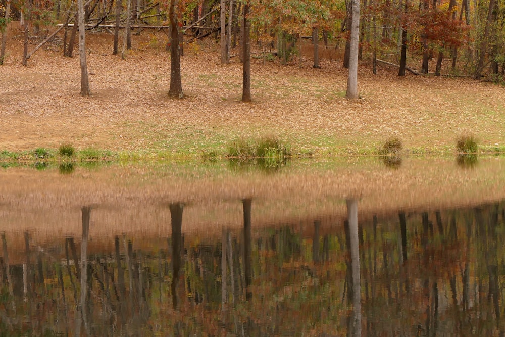 un piccolo specchio d'acqua circondato da alberi