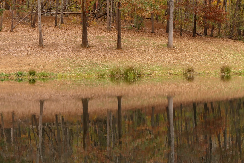 a small body of water surrounded by trees