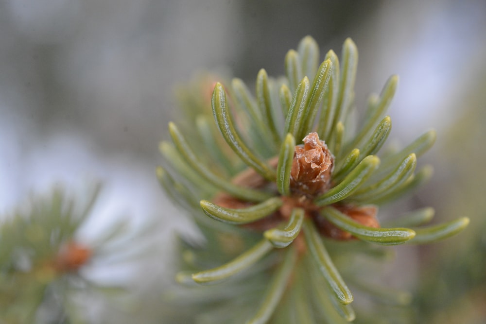 a close up of a pine tree branch