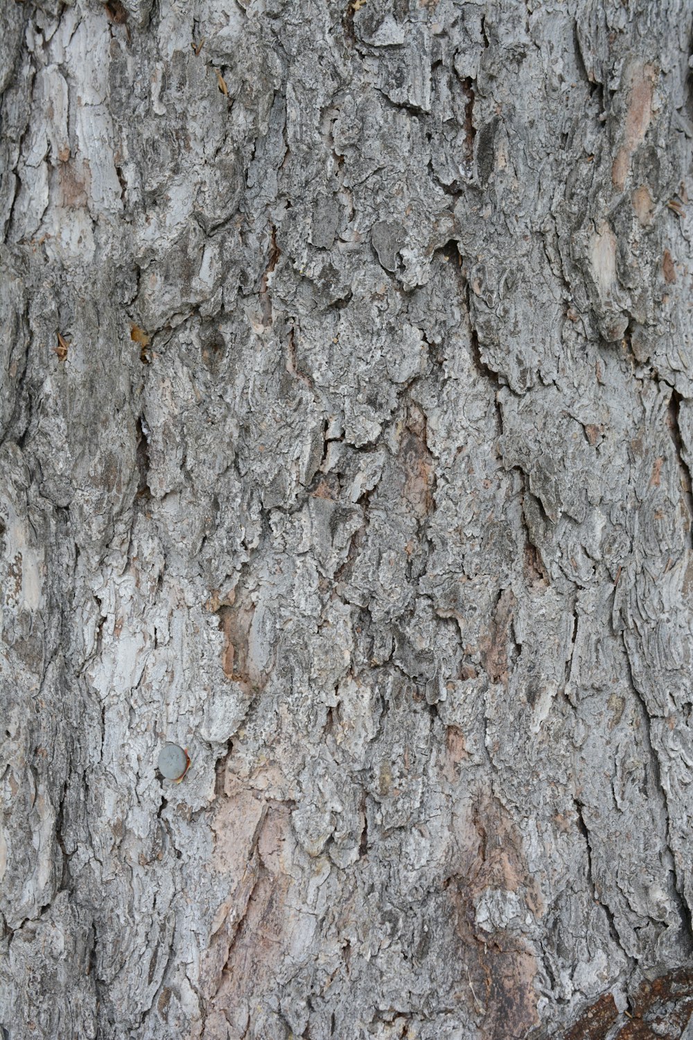 a close up of a tree trunk with bark