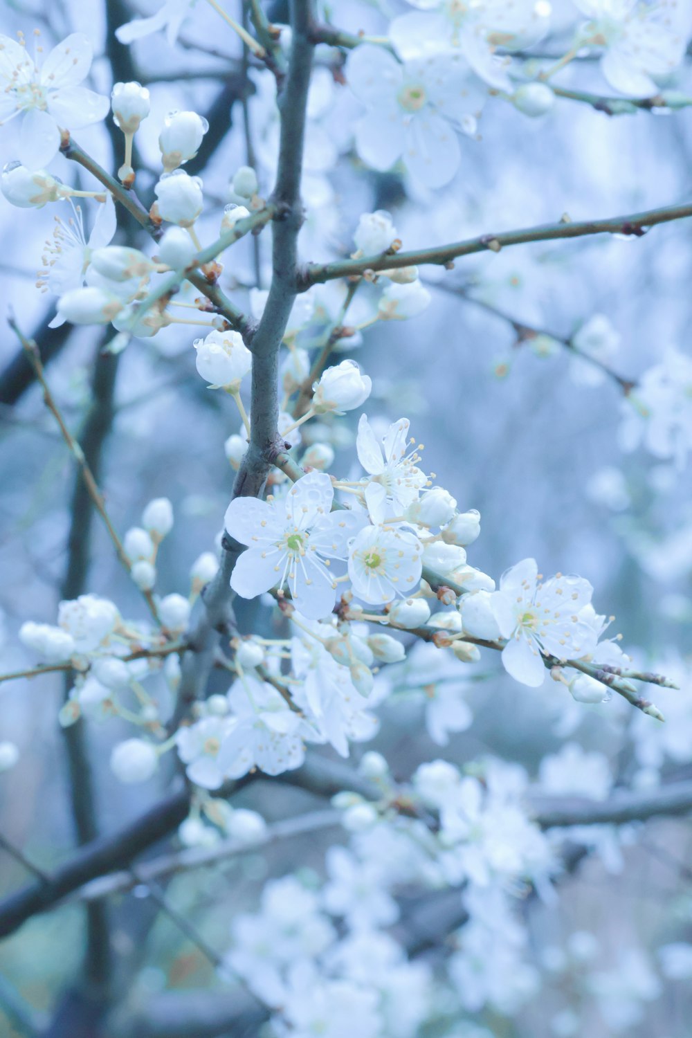 a close up of a tree with white flowers