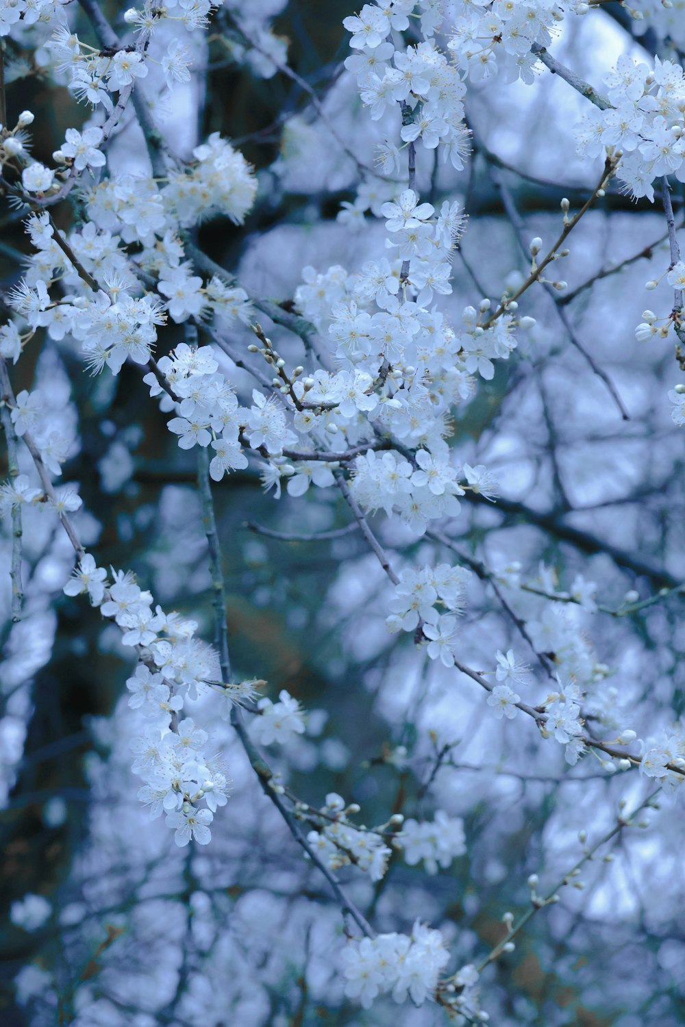 a close up of a tree with white flowers