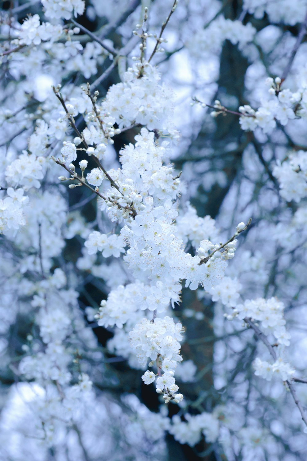 a tree with white flowers in the snow