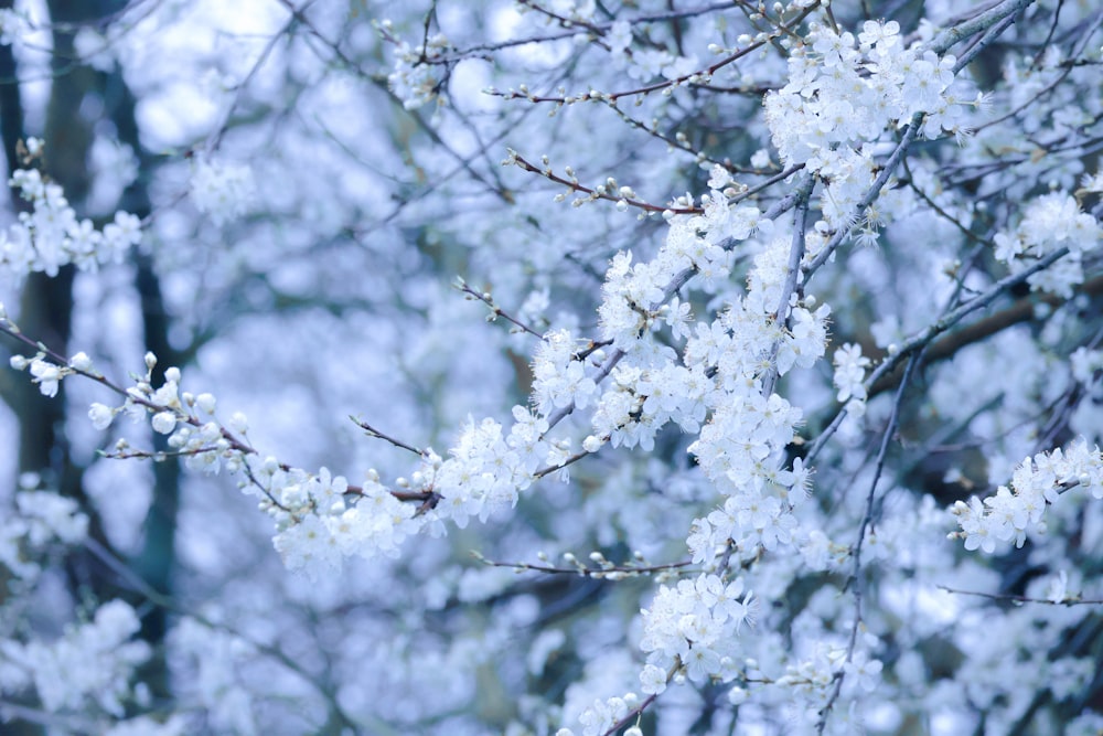 a close up of a tree with white flowers