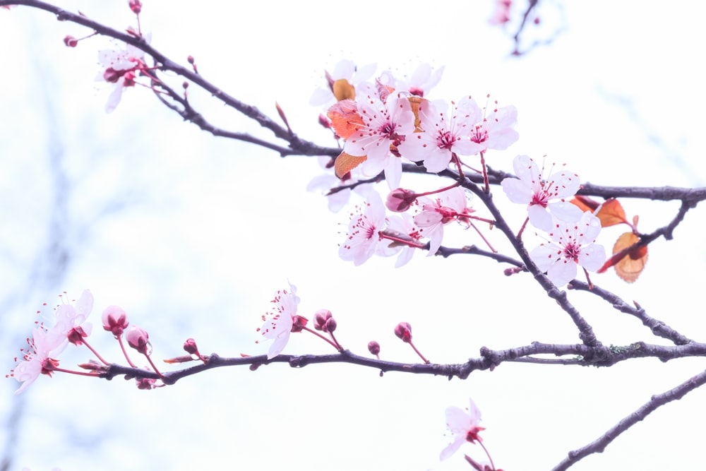 a branch with white and red flowers on it