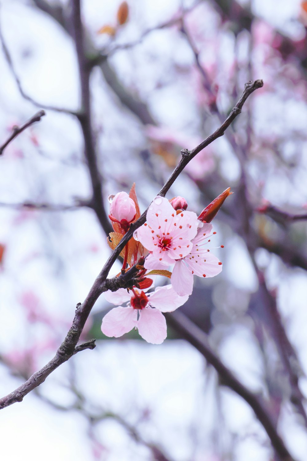 a pink flower is blooming on a tree branch