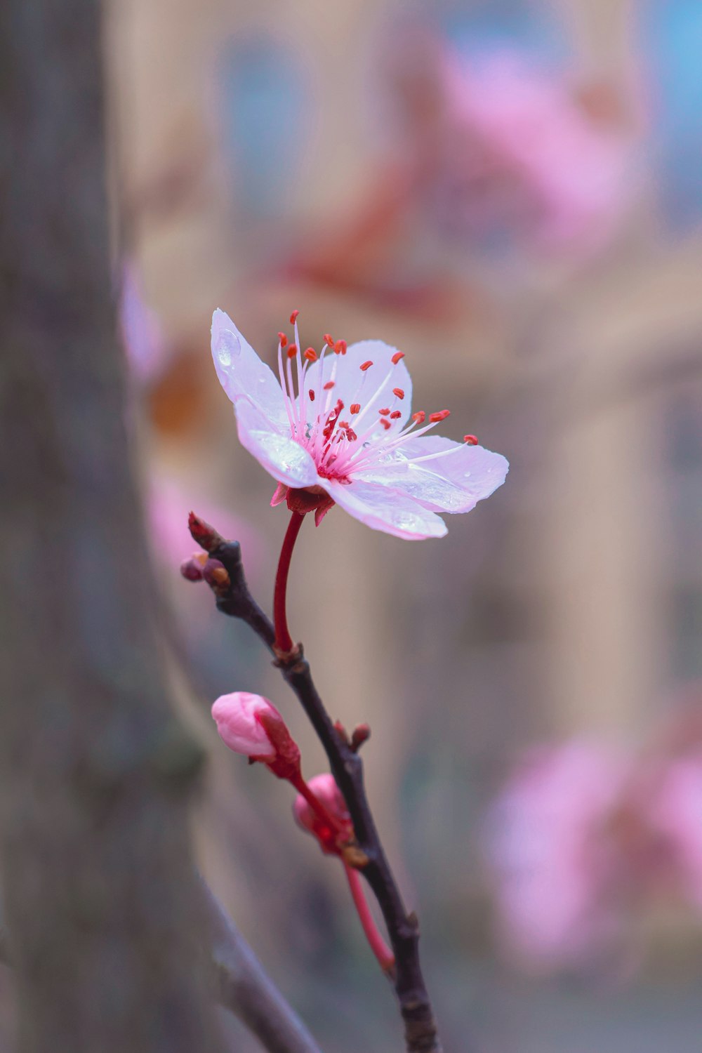 a pink flower on a tree branch in front of a building