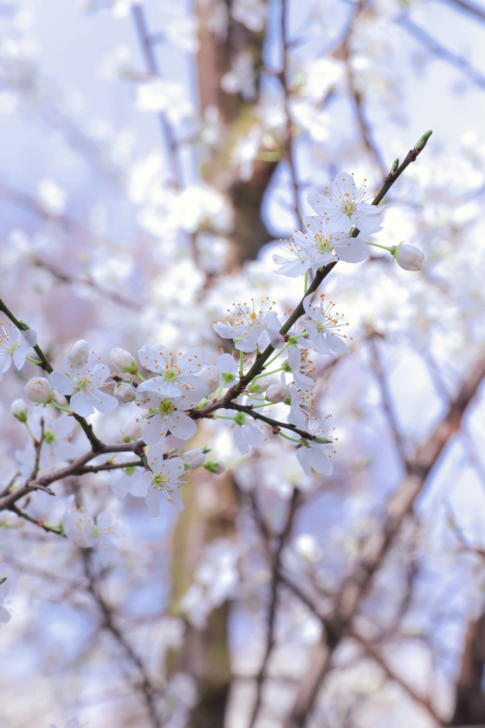 a tree with white flowers in the foreground and a blue sky in the background