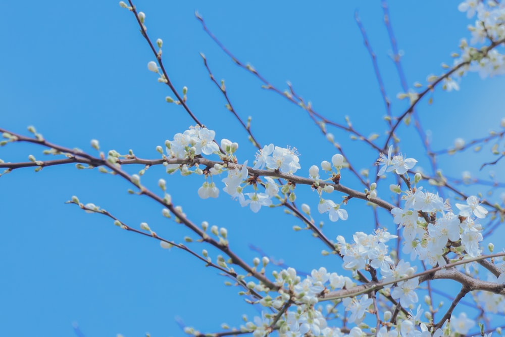 a tree with white flowers and blue sky in the background