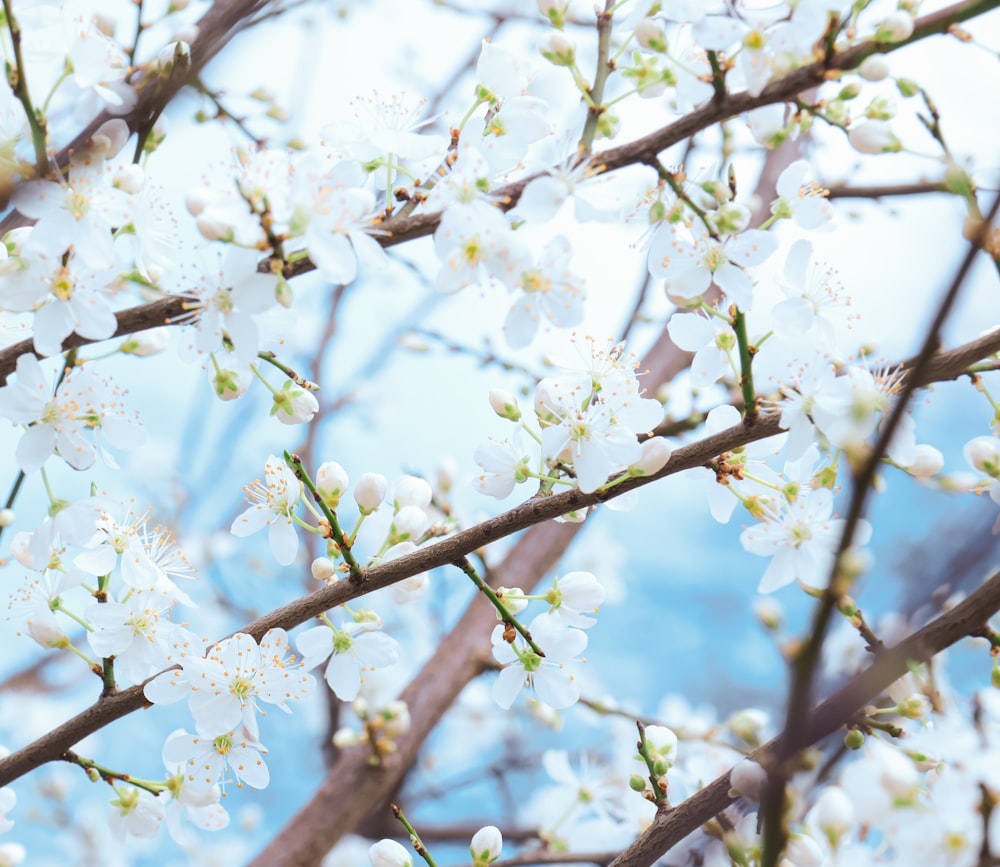 a close up of a tree with white flowers