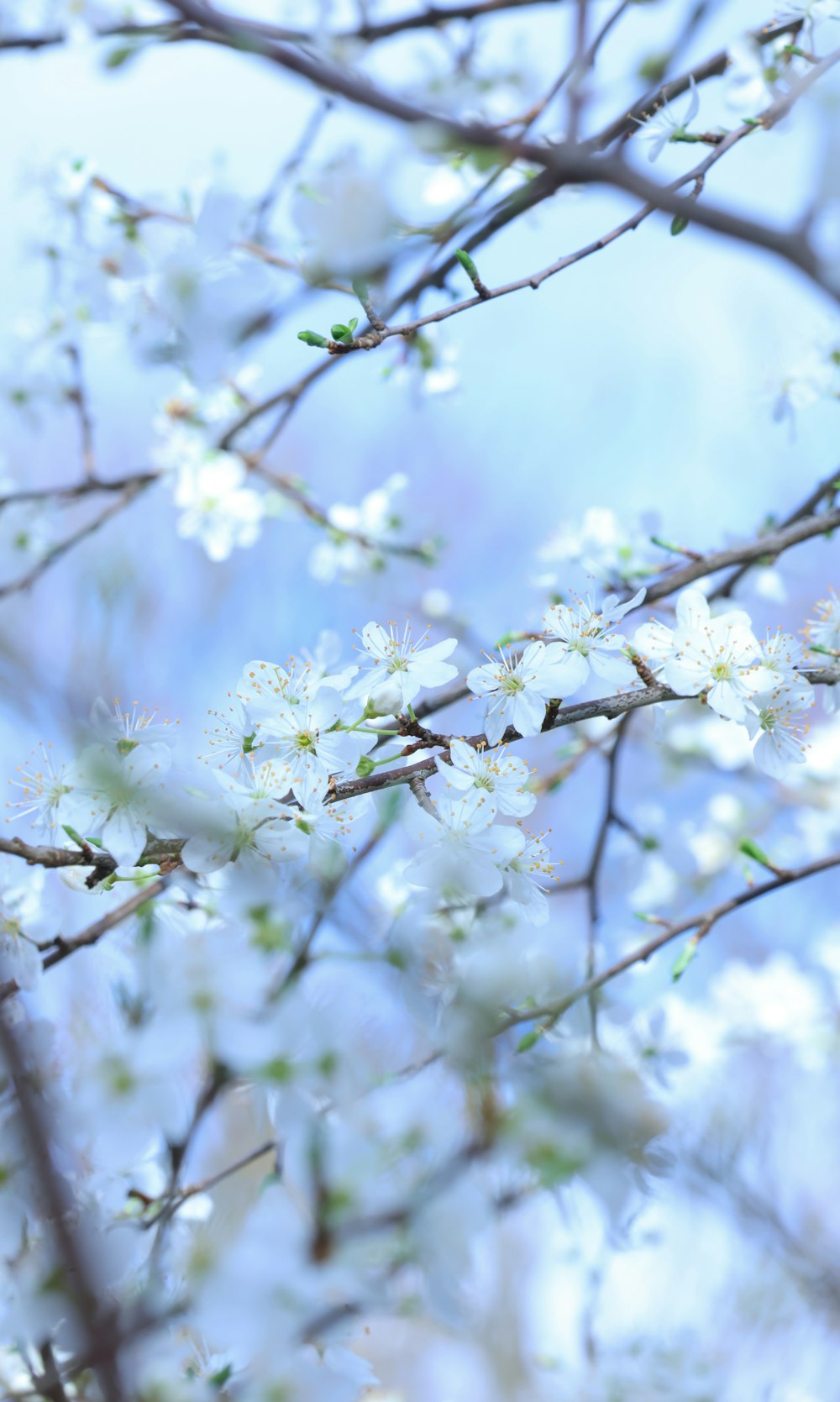 a close up of a tree with white flowers