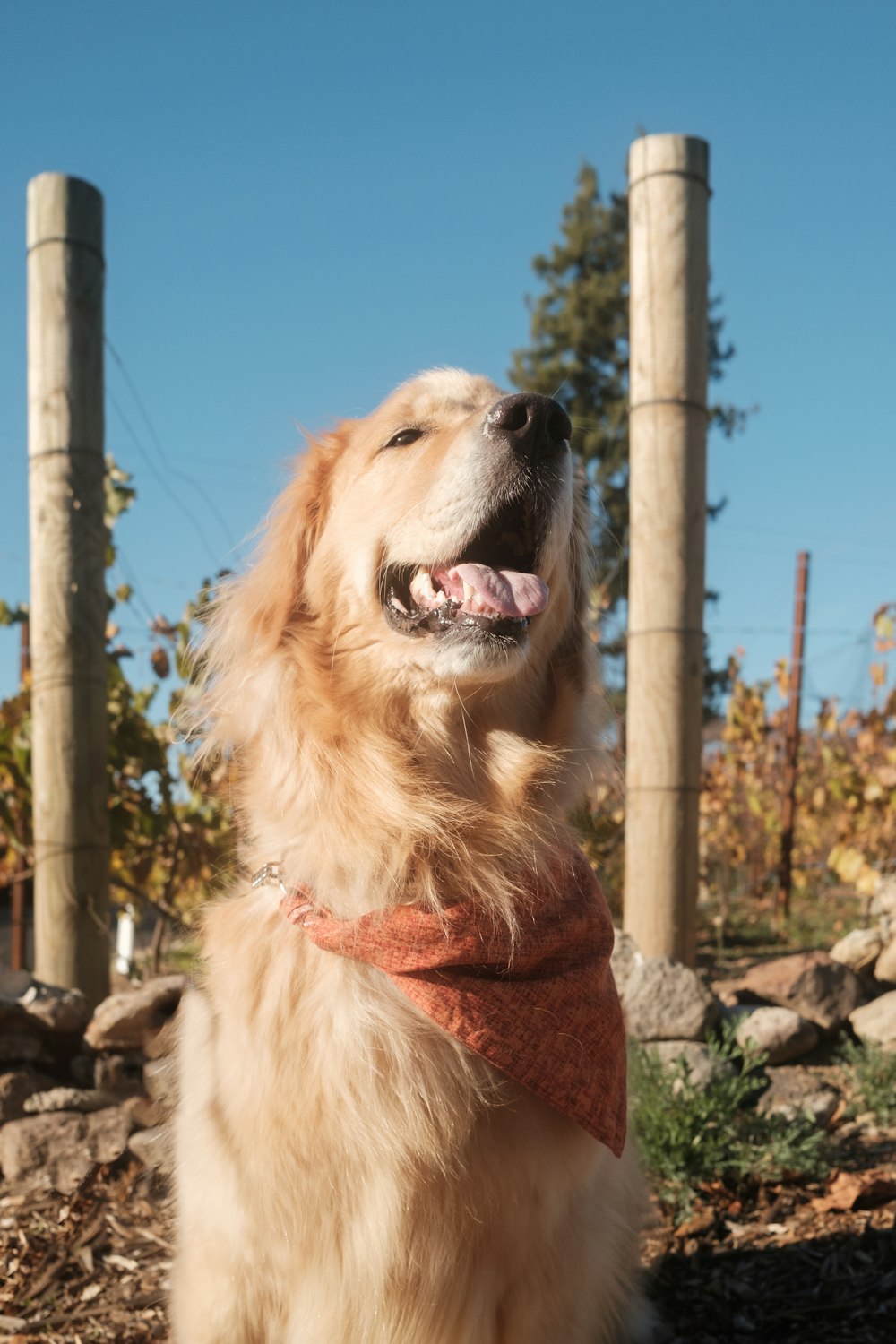 a golden retriever sitting in the sun with his mouth open