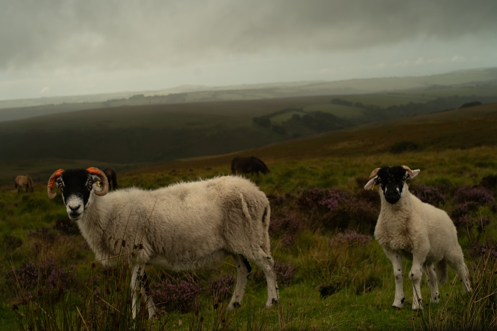 una coppia di pecore in piedi in cima a un campo verde lussureggiante