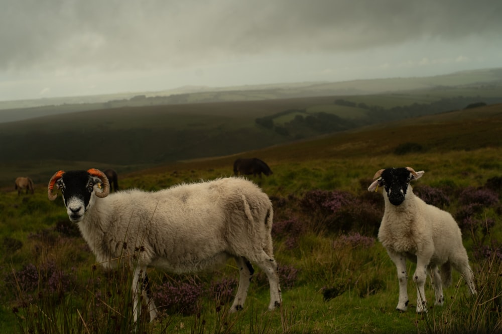 a couple of sheep standing on top of a lush green field