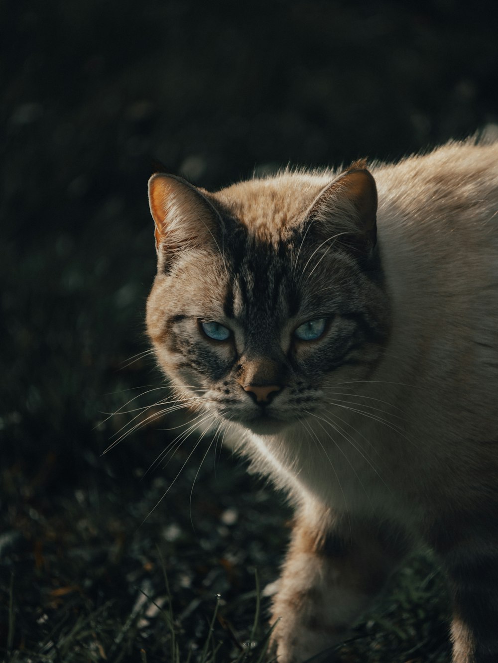 a close up of a cat on a field of grass