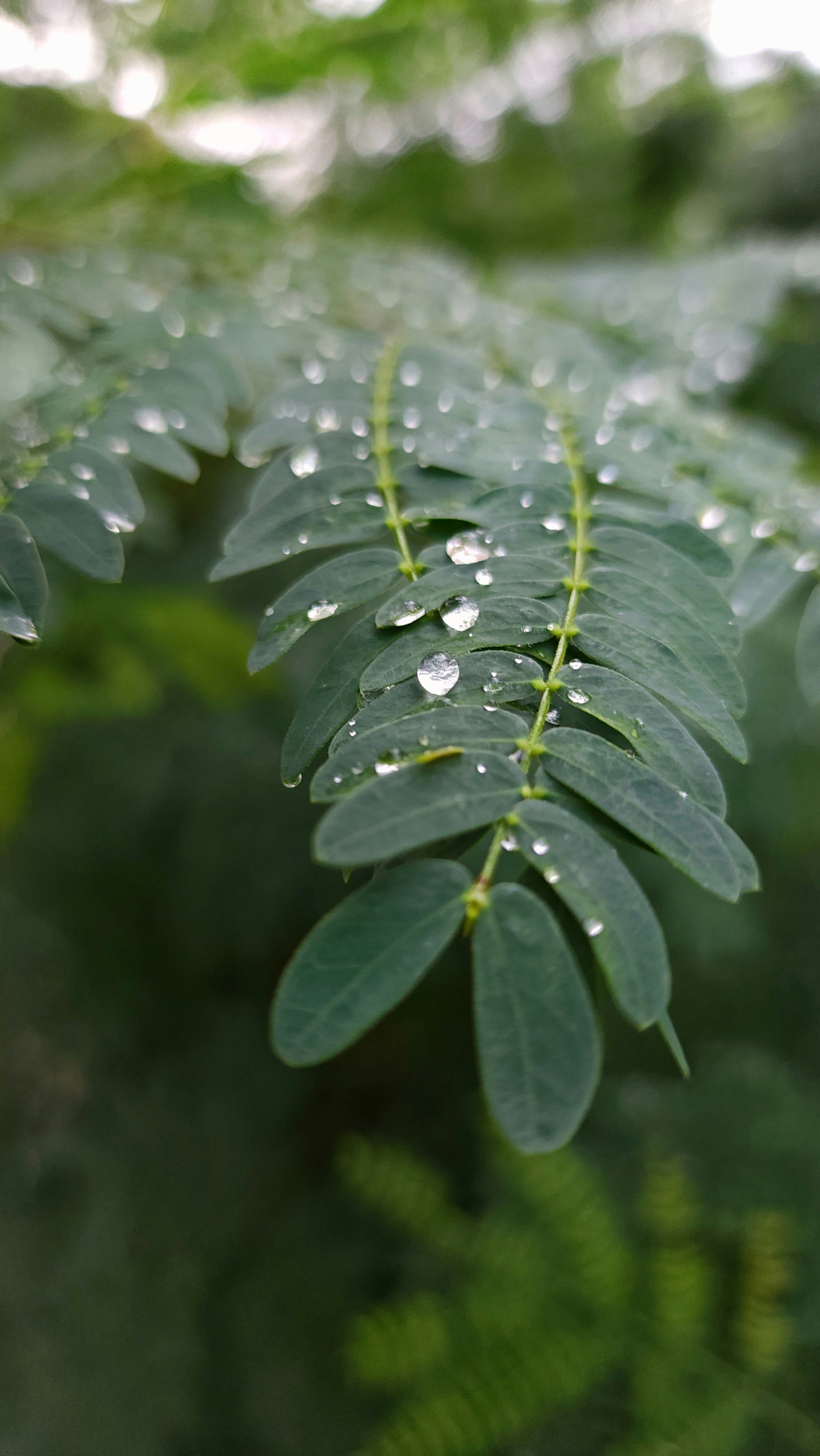 a green leaf with water droplets on it
