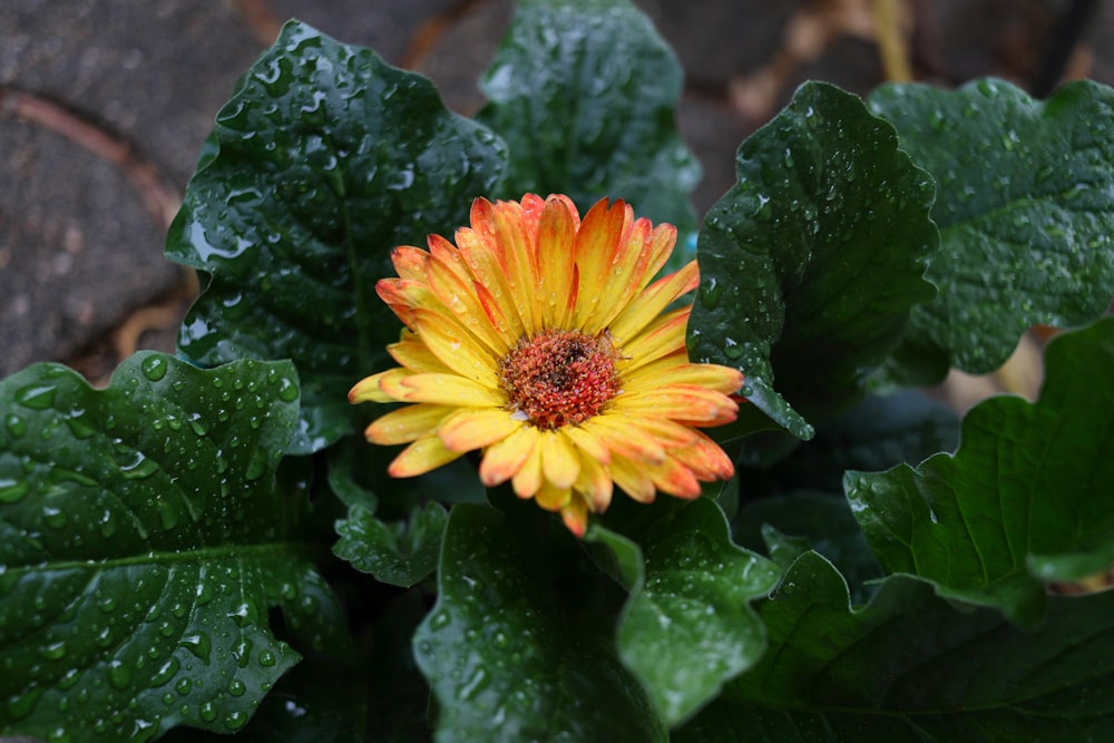 a yellow and orange flower with green leaves