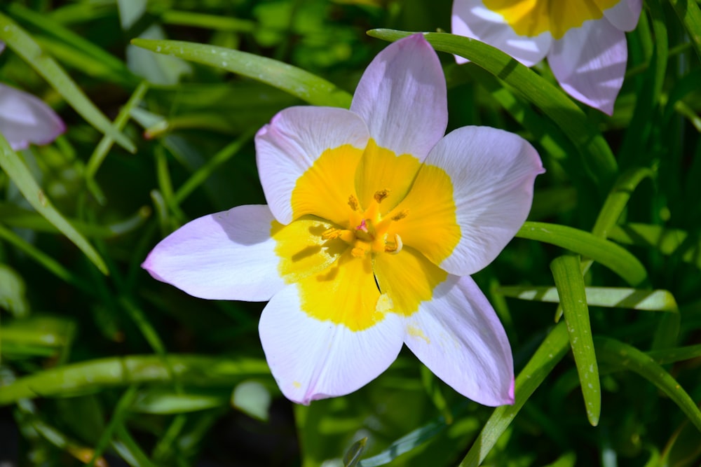 a group of flowers that are in the grass