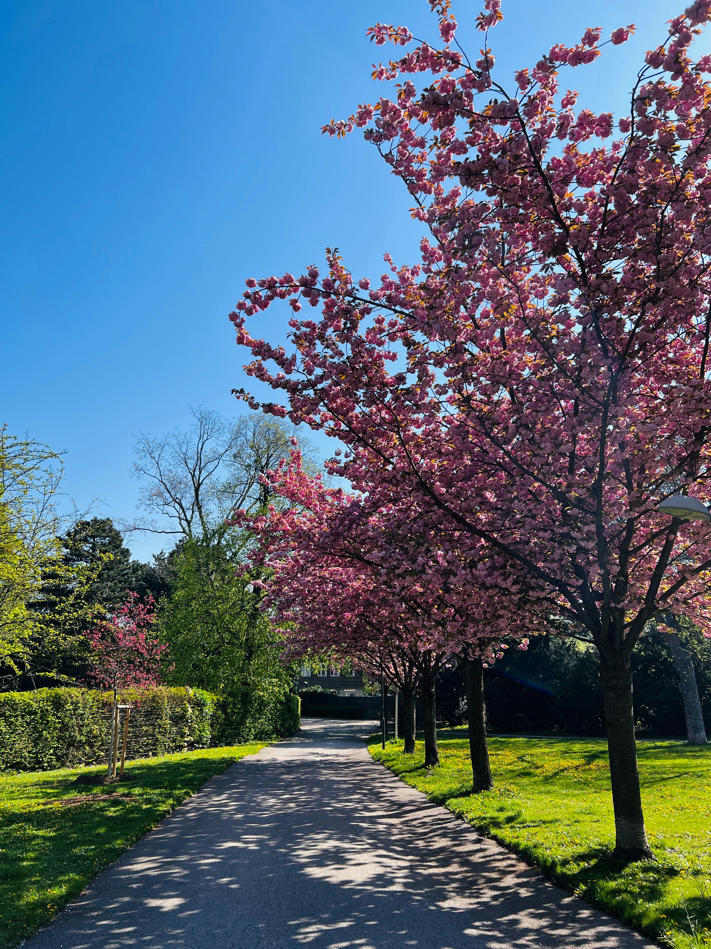 Photo by wald_creations