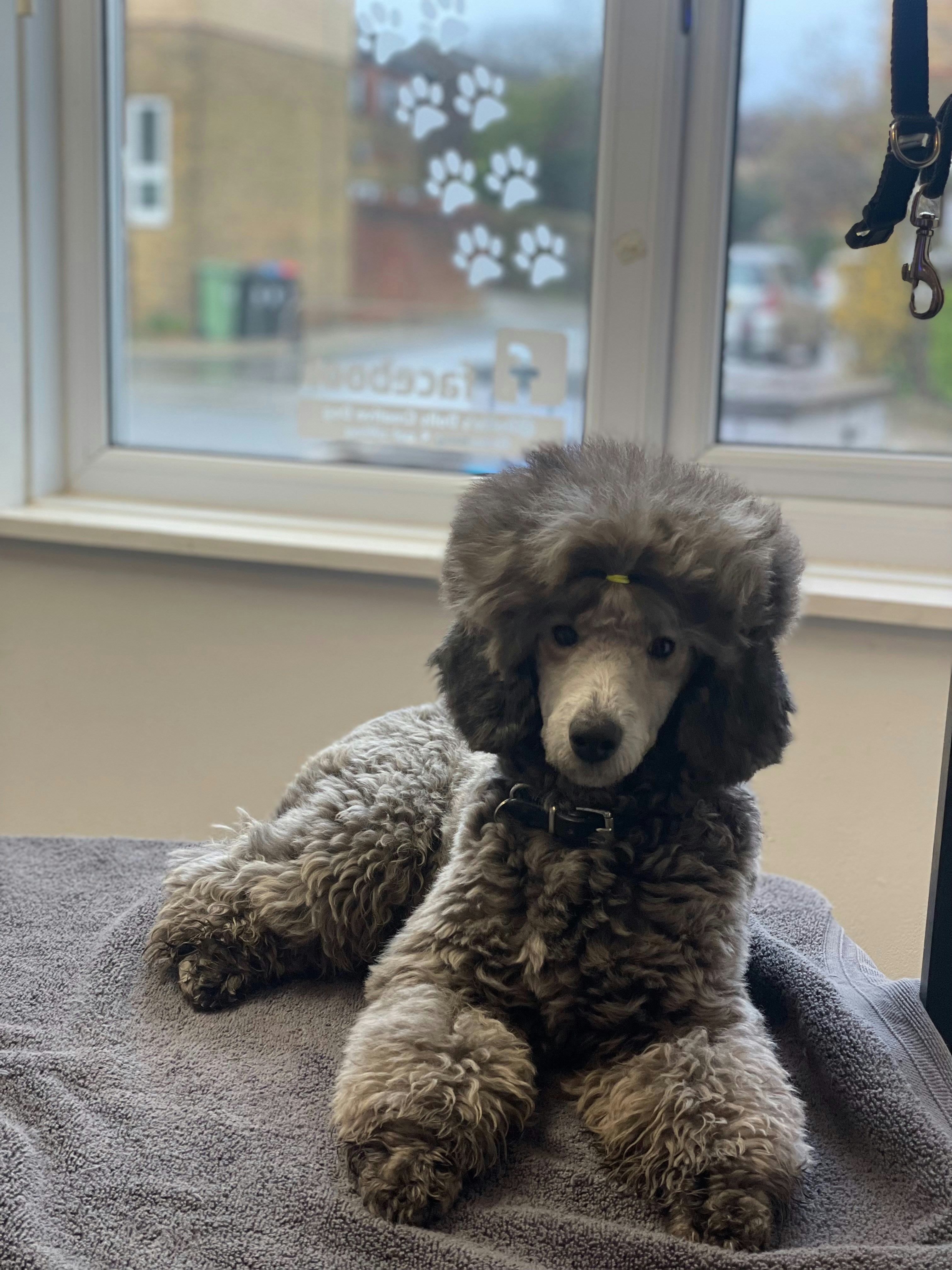 Curly coated Poodle or doodle-style dog looking toward the camera outdoors