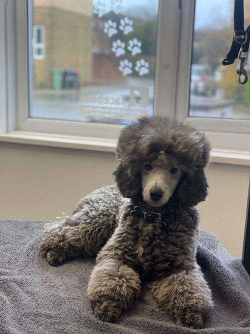 Poodle on blanket
