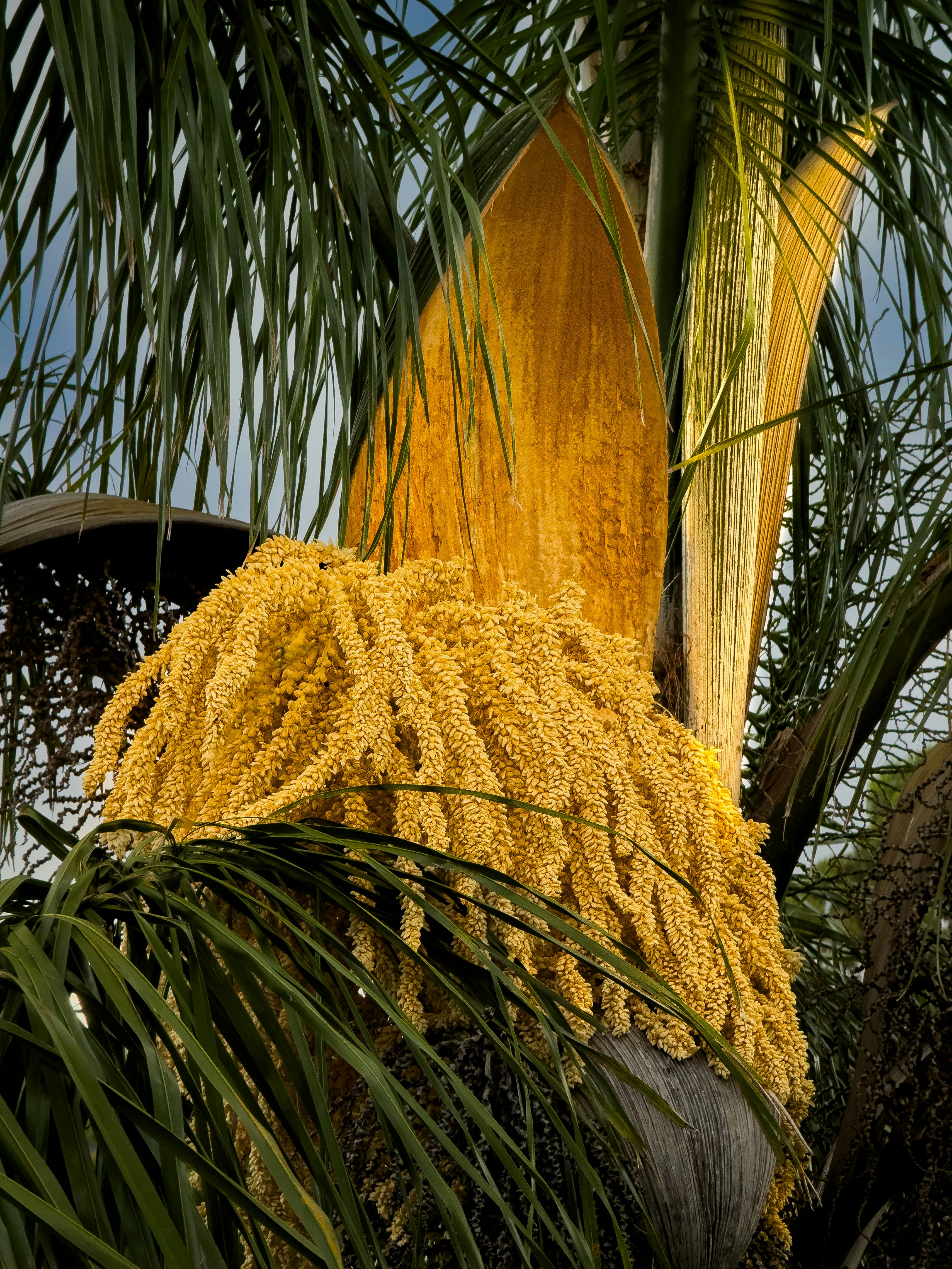 eine Bananenstaude mit einem Bündel Bananen drauf