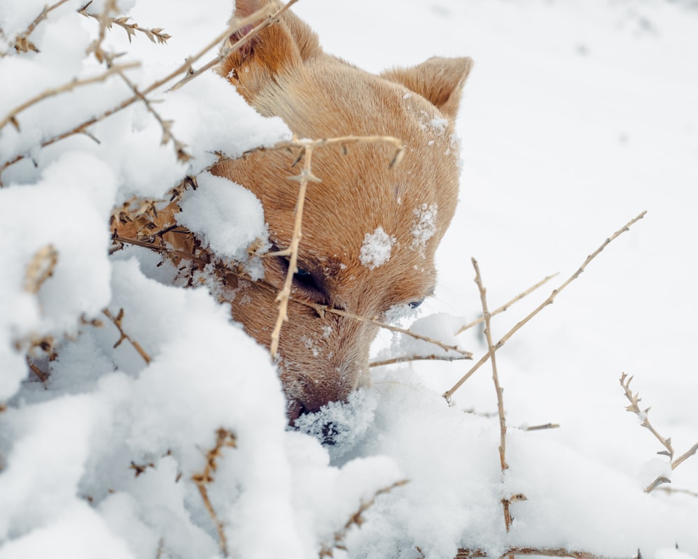 a dog is sniffing the branches of a tree covered in snow