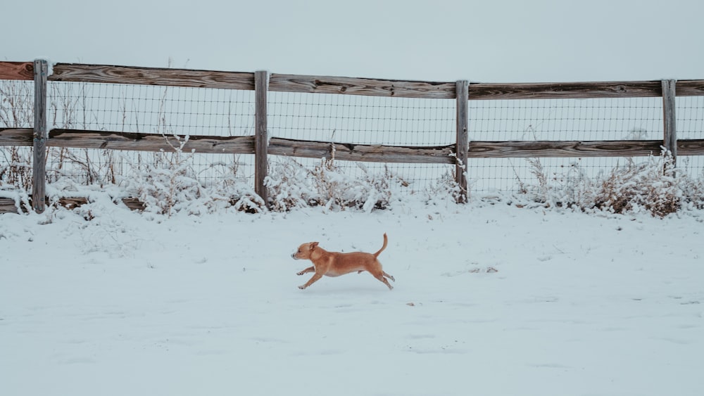 a dog running in the snow near a fence
