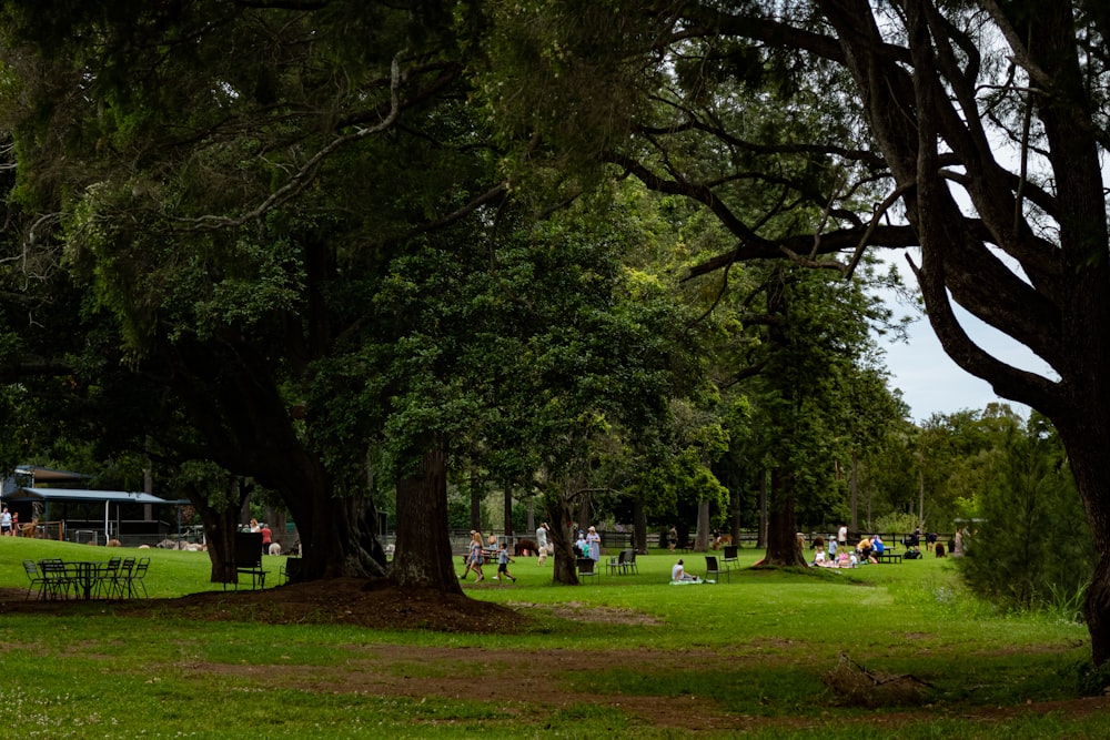 Un parc rempli de beaucoup d’herbe verte et de beaucoup d’arbres