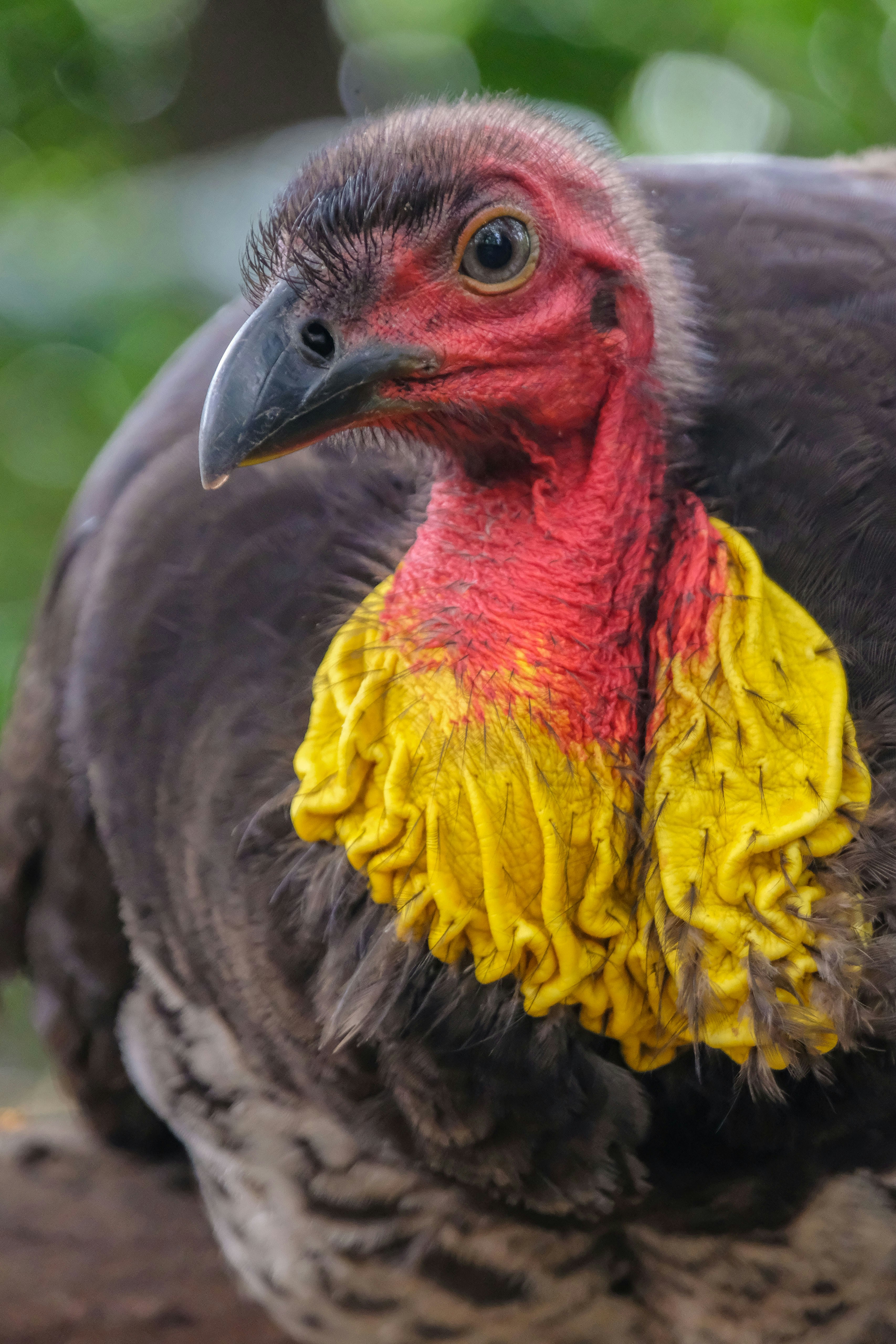 a close up of a bird with a yellow patch on it's head