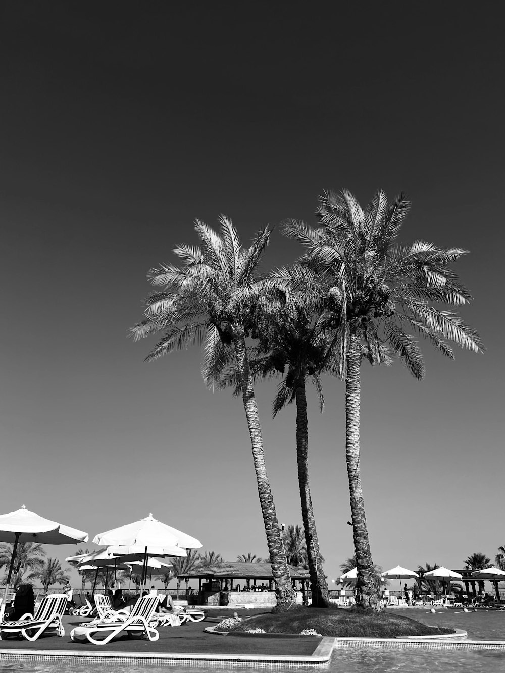 a couple of palm trees sitting next to a swimming pool