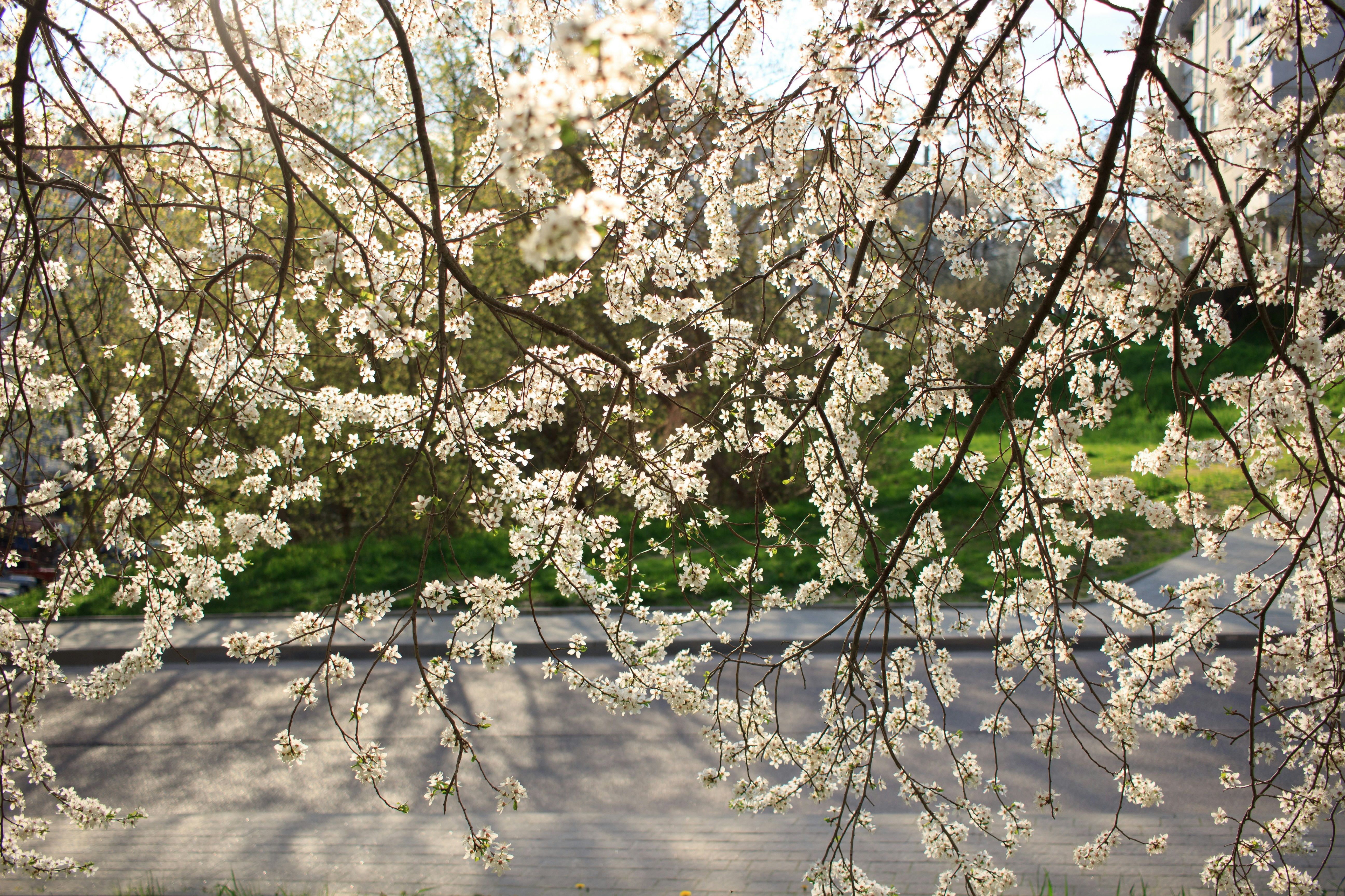 A tree with white flowers in front of a road photo – Free Background ...