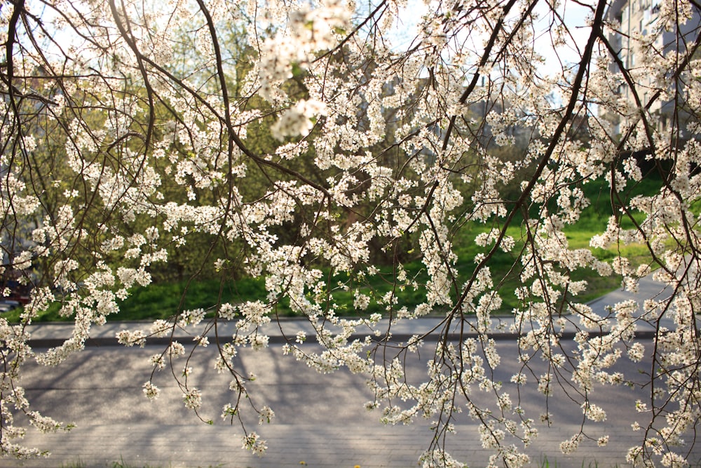 a tree with white flowers in front of a road
